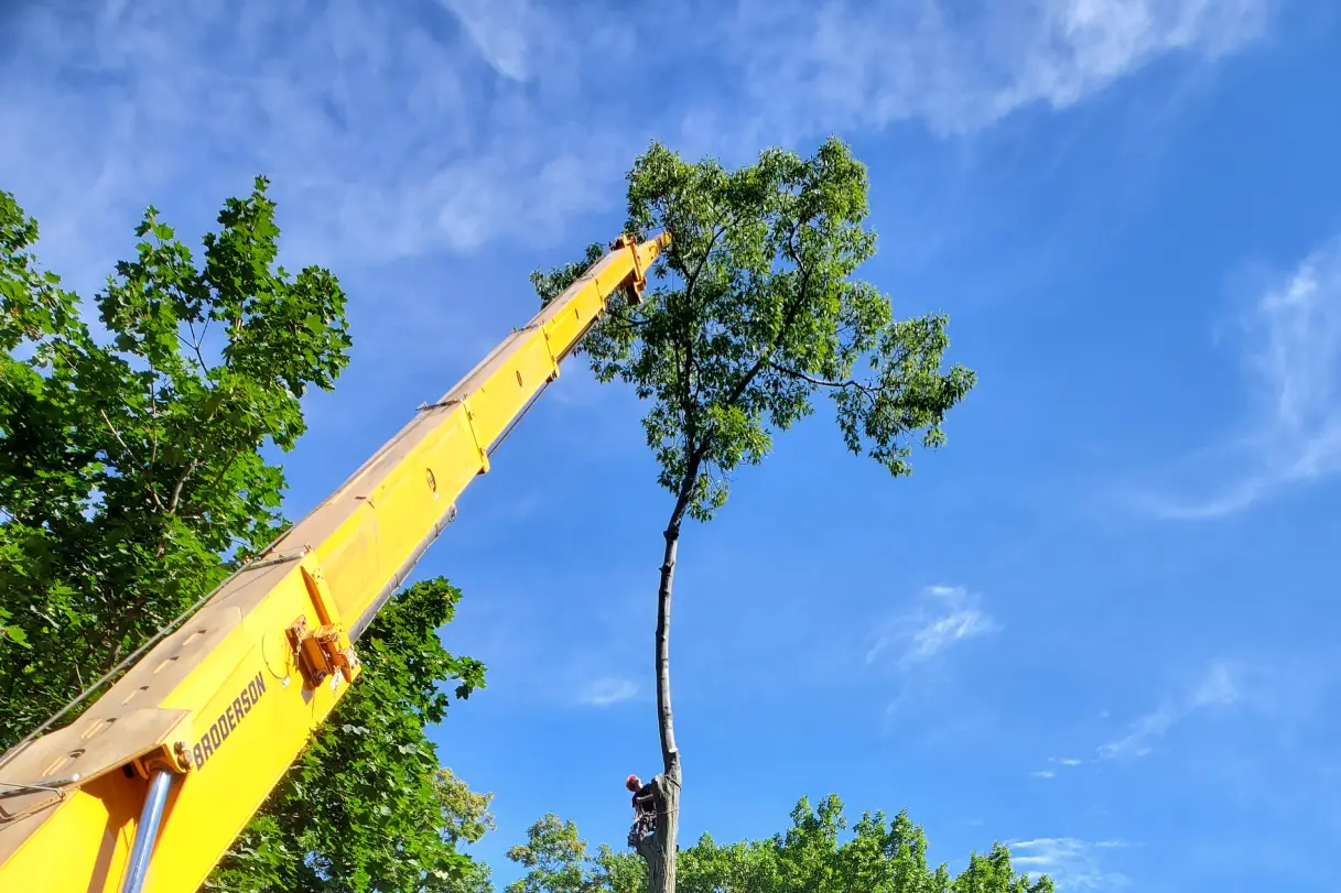 mini cranes removed by truck